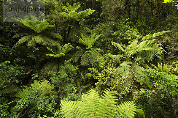 Regenwaldvegetation mit Baumfarnen (Cyatheales)  Fjordland  Südinsel  Neuseeland