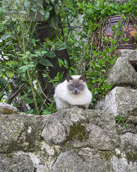 Katze auf einer Mauer  Trujillo  Extremadura  Spanien