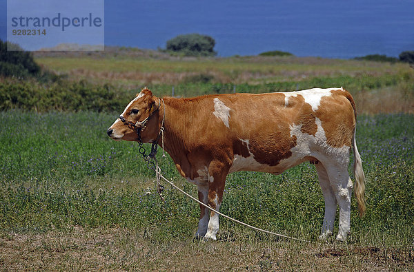 Kuh  an einem Strick festgebunden  Tigaki  Kos  Griechenland