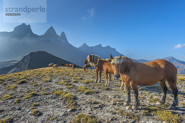 Pferde vor dem Aiguilles d'Arves  Ecrins  Dauphiné-Alpen  Département Savoie  Frankreich