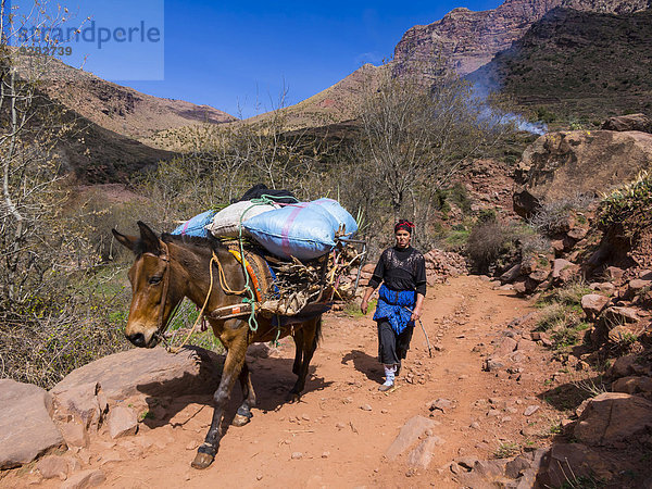 Frau mit Packpferd mit schwerer Last auf einem Bergpfad im Atlas-Gebirge  Lehmdorf Anammer  Ourika-Tal  Marrakech-Tensift-Al Haouz  Marokko