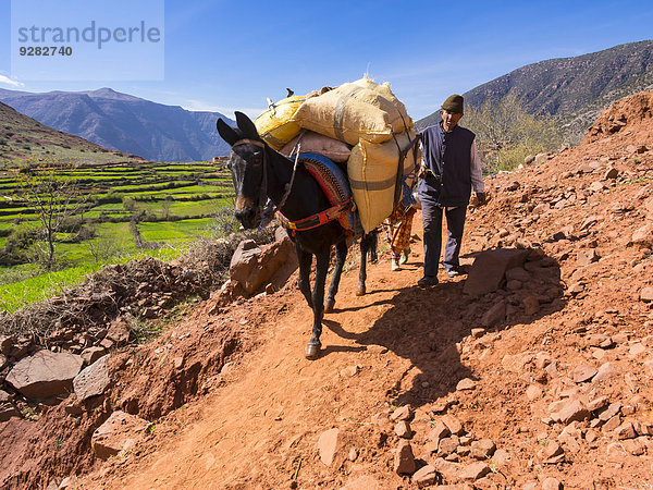 Mann mit Packpferd mit schwerer Last auf einem Bergpfad im Atlas-Gebirge  hinten das Lehmdorf Anammer  Ourika-Tal  Marrakech-Tensift-Al Haouz  Marokko