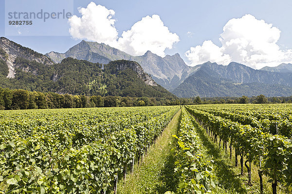 Rebberg  Weinanbau  dahinter das Gebirge  bei Fläsch  Graubünden  Schweiz