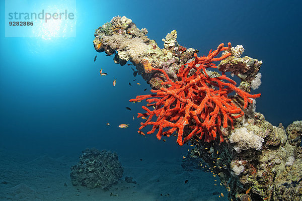 Pracht-Feuerschwamm (Negombata magnifica  Latrunculia magnifica)  an Korallenblock  Makadi Bay  Rotes Meer  Hurghada  Ägypten