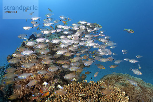 Fischschwarm über Ägypten Hurghada Rotes Meer Riff