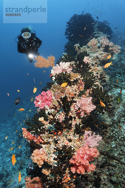 Taucher betrachtet Korallenriff mit Klunzingers Weichkoralle (Dendronephthya klunzingeri)  an Korallenriff  Embudu Kanal  Indischer Ozean  Tilla  Süd-Male-Atoll  Malediven