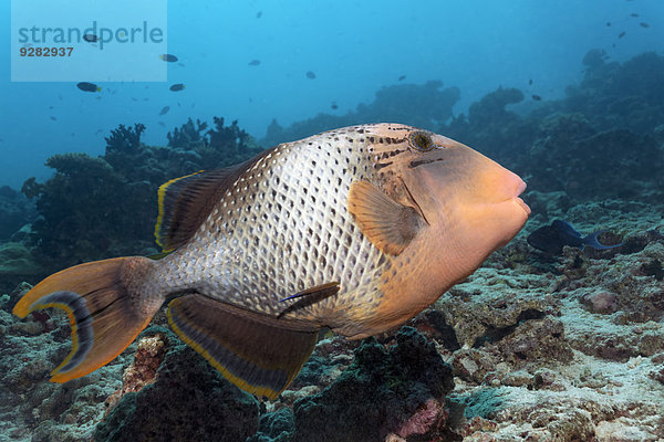 Gelbsaum-Drückerfisch (Pseudobalistes flavimarginatus) Korallenriff  Indischer Ozean  Embudu  Süd-Male-Atoll  Malediven