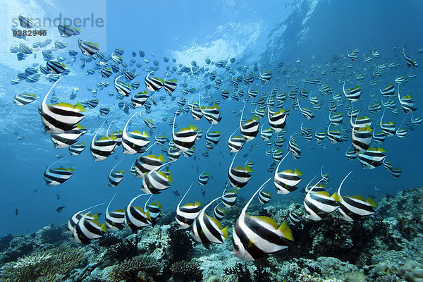 Wimpelfisch Heniochus über Malediven Indischer Ozean Indik Riff Fischschwarm