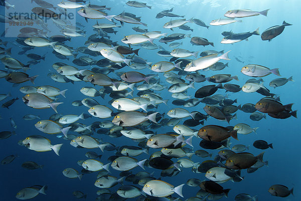 Malediven Indischer Ozean Indik Borstenzahndoktorfisch