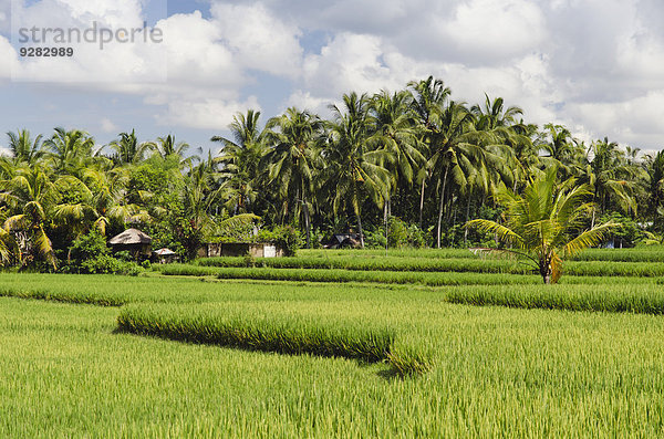 Reisfeld und Kokospalmen  Ubud  Bali  Indonesien
