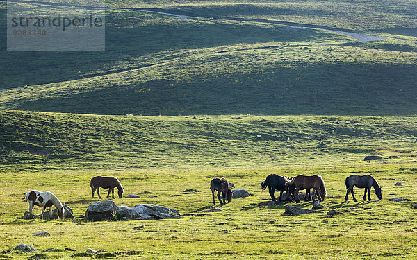 Pferde auf dem Plateau Pla de Beret  Val d?Aran  Pyrenäen  Katalonien  Spanien