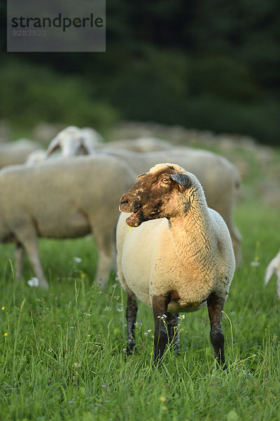 Schafherde auf der Wiese  Oberpfalz  Bayern  Deutschland  Europa