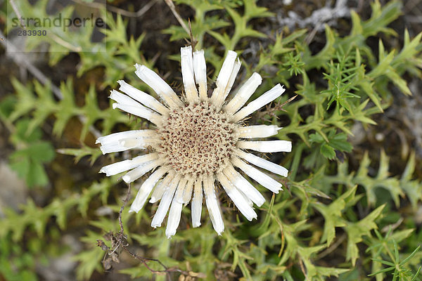 Blüte einer Silberdistel  Carlina acaulis  Oberpfalz  Bayern  Deutschland  Europa