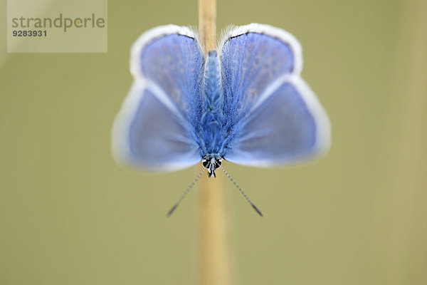 Hauhechel-Bläuling  Polyommatus icarus  Oberpfalz  Bayern  Deutschland  Europa