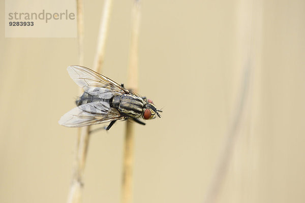 Schmeißfliege  Calliphoridae  Oberpfalz  Bayern  Deutschland  Europa