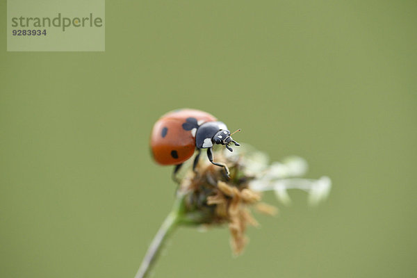 Siebenpunkt  Coccinella septempunctata  Oberpfalz  Bayern  Deutschland  Europa