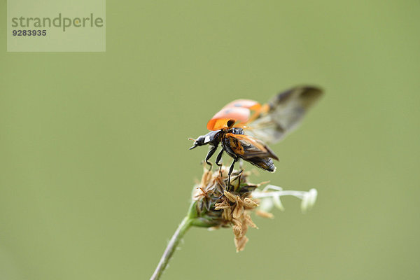 Siebenpunkt  Coccinella septempunctata  Oberpfalz  Bayern  Deutschland  Europa