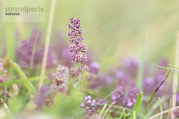 Breitblättriger Thymian  Thymus pulegioides  Oberpfalz  Bayern  Deutschland  Europa