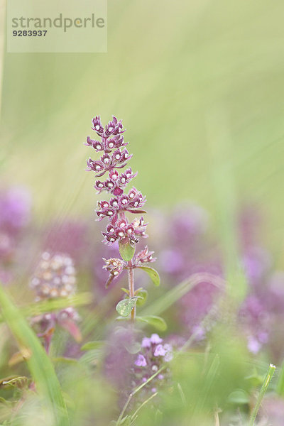 Breitblättriger Thymian  Thymus pulegioides  Oberpfalz  Bayern  Deutschland  Europa