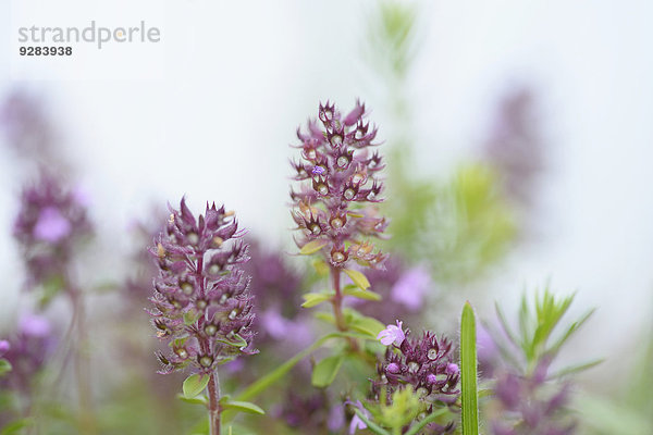 Breitblättriger Thymian  Thymus pulegioides  Oberpfalz  Bayern  Deutschland  Europa