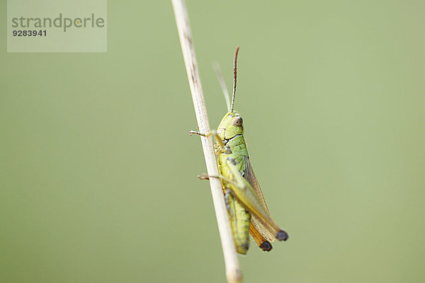 Gemeiner Grashüpfer  Chorthippus parallelus  Oberpfalz  Bayern  Deutschland  Europa