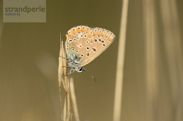 Hauhechel-Bläuling  Polyommatus icarus  Oberpfalz  Bayern  Deutschland  Europa