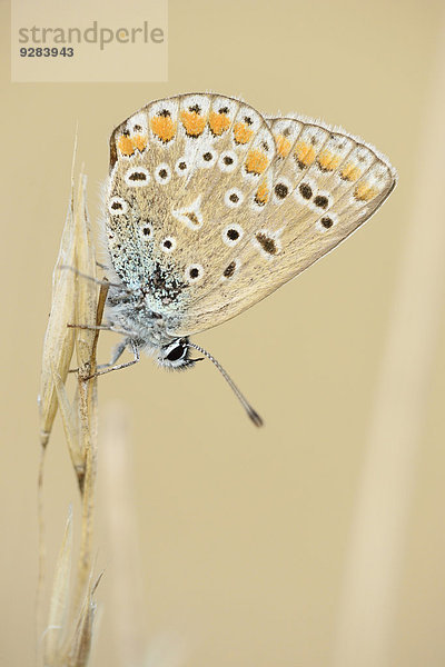 Hauhechel-Bläuling  Polyommatus icarus  Oberpfalz  Bayern  Deutschland  Europa