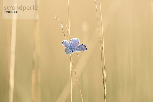 Hauhechel-Bläuling  Polyommatus icarus  Oberpfalz  Bayern  Deutschland  Europa