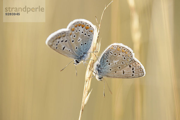 Zwei Hauhechel-Bläulinge  Polyommatus icarus  Oberpfalz  Bayern  Deutschland  Europa