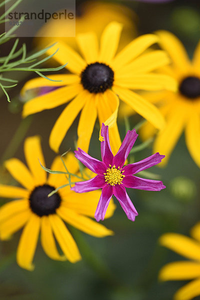 Schmuckkörbchen  Cosmos bipinnatus  Oberpfalz  Bayern  Deutschland  Europa