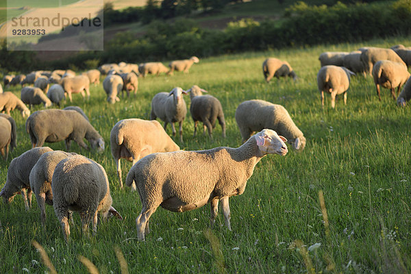 Schafe auf der Wiese  Oberpfalz  Bayern  Deutschland  Europa