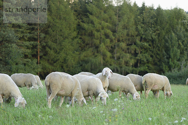 Schafe auf der Wiese  Oberpfalz  Bayern  Deutschland  Europa