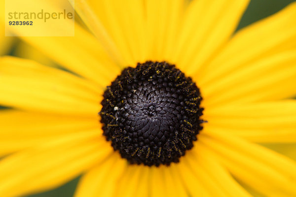 Sonnenblume  Oberpfalz  Bayern  Deutschland  Europa