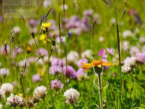 Blumenwiese im Sellamassiv  Dolomiten  Alpen  Italien  Europa