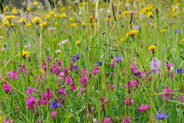 Blumenwiese im Sellamassiv  Dolomiten  Alpen  Italien  Europa