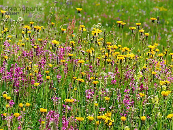 Blumenwiese im Sellamassiv  Dolomiten  Alpen  Italien  Europa