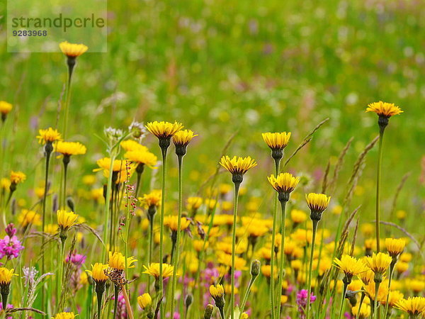 Blumenwiese im Sellamassiv  Dolomiten  Alpen  Italien  Europa