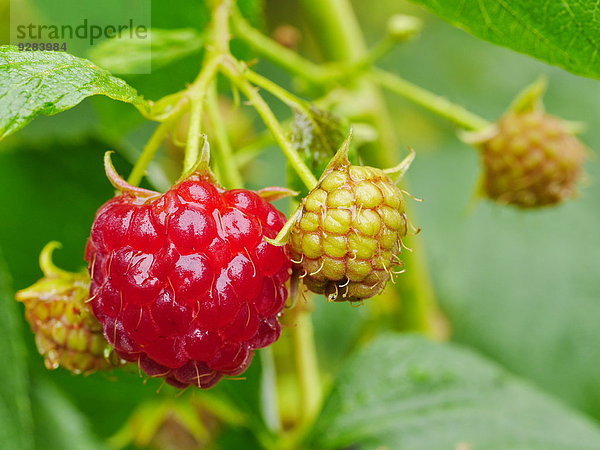 Himbeere im Garten  Elsenfeld  Franken  Bayern  Deutschland  Europa