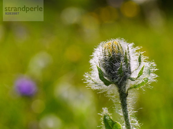 Pippau  Crepis  auf einer Wiese  Alpen  Italien  Europa