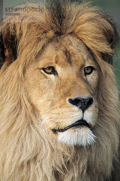 Afrikanischer Löwe (Panthera leo)  Männchen  Vorkommen in Afrika  captive  Deutschland