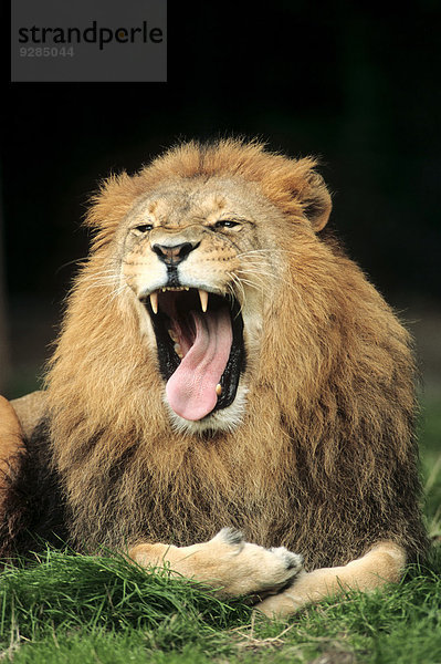 Afrikanischer Löwe (Panthera leo)  Männchen gähnend  Vorkommen in Afrika  captive  Deutschland
