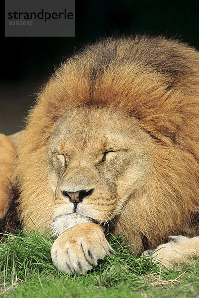 Afrikanischer Löwe (Panthera leo)  Männchen schlafend  Vorkommen in Afrika  captive  Deutschland