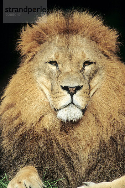 Afrikanischer Löwe (Panthera leo)  Männchen  Vorkommen in Afrika  captive  Deutschland