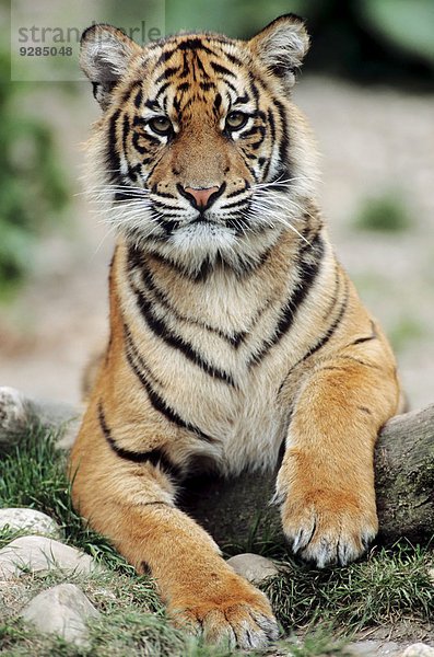 Sumatra-Tiger (Panthera tigris sumatrae)  Jungtier  Vorkommen auf Sumatra  captive  Deutschland