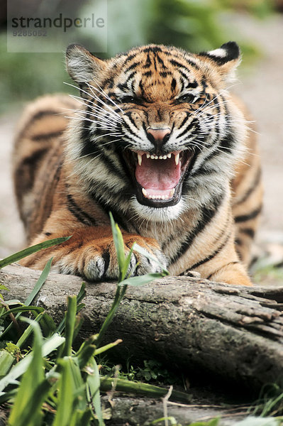 Sumatra-Tiger (Panthera tigris sumatrae)  Jungtier fauchend  Vorkommen auf Sumatra  captive  Deutschland