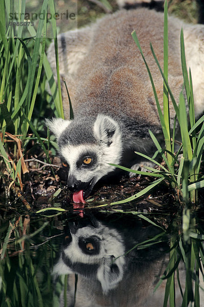 Katta (Lemur catta) trinkt  Vorkommen auf Madagaskar  captive  Deutschland