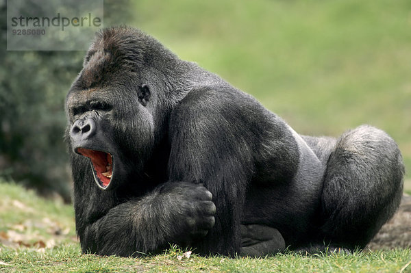 Westlicher Flachlandgorilla (Gorilla gorilla gorilla)  Männchen  Silberrücken  Vorkommen in Afrika  captive  Deutschland