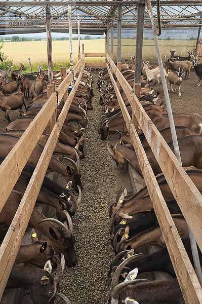 Ziegen beim Fressen in einem Stall  Biohof Othenstorf  Mecklenburg-Vorpommern  Deutschland