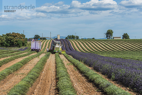 Lavendelernte  bei Valensole  Plateau de Valensole  Alpes-de-Haute-Provence  Provence  Frankreich