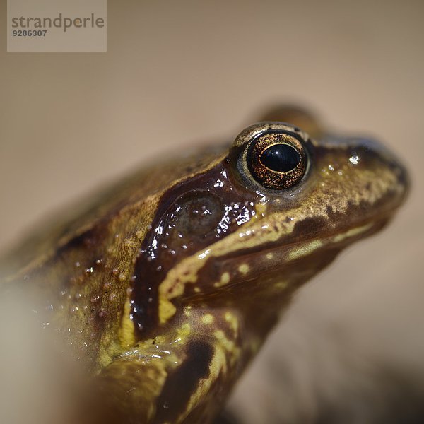 Close-up Frosch